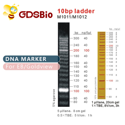 10bp लैडर डीएनए मार्कर M1011 (50μg)/M1012 (50μg×5)