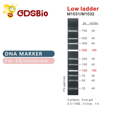 लो लैडर डीएनए मार्कर M1031 (50μg)/M1032 (50μg×5)