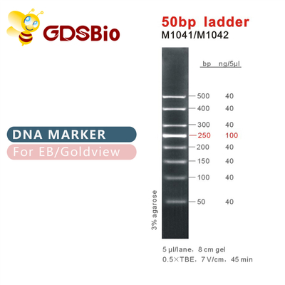 50bp लैडर डीएनए मार्कर M1041 (50μg)/M1042 (50μg×5)