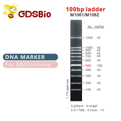 100bp लैडर डीएनए मार्कर M1061 (50μg)/M1062 (50μg×5)