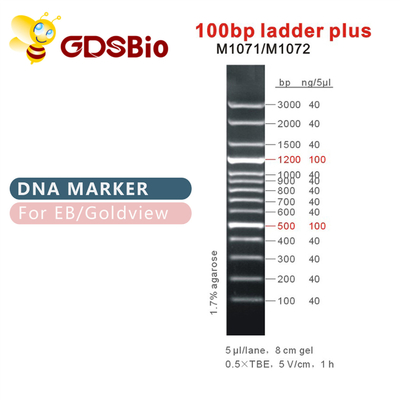 100bp लैडर प्लस डीएनए मार्कर M1071 (50μg)/M1072 (50μg×5)
