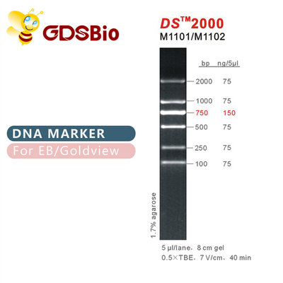 डीएस 2000 डीएनए मार्कर सीढ़ी M1101 (50μg)/M1012 (50μg×5)
