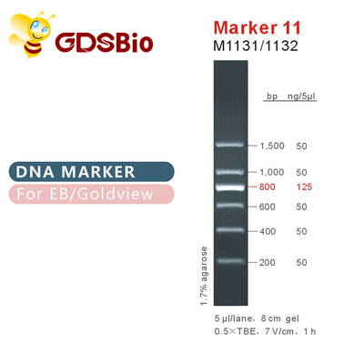 मार्कर 11 डीएनए सीढ़ी M1131 (50μg)/M1132 (5×50μg)