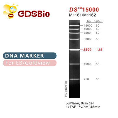 DS15000 डीएनए मार्कर सीढ़ी M1161 (50μg)/M1162 (5×50μg)