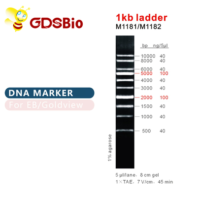 1kb सीढ़ी 1000bp डीएनए मार्कर सीढ़ी जेल वैद्युतकणसंचलन