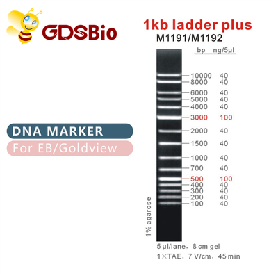 1kb लैडर प्लस 1000bp डीएनए मार्कर M1191 (50μg)/M1192 (5×50μg)