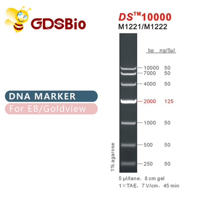 DS10000 डीएनए मार्कर सीढ़ी M1221 (50μg)/M1222 (5×50μg)