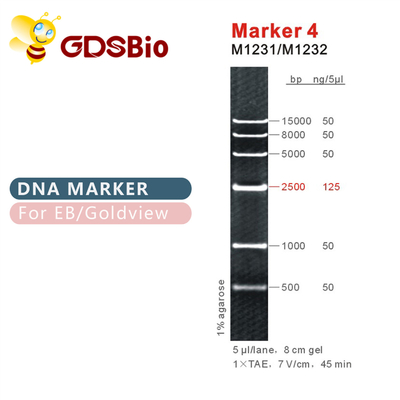 मार्कर 4 डीएनए सीढ़ी M1231 (50μg)/M1232 (5×50μg)