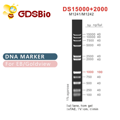 डीएस 15000+2000 डीएनए मार्कर सीढ़ी M1241 (50μg)/M1242 (5×50μg)