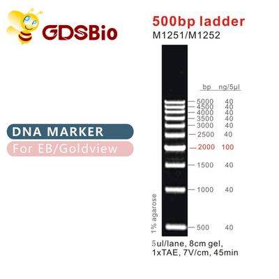 500bp लैडर डीएनए मार्कर M1251 (50μg)/M1252 (5×50μg)
