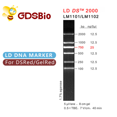उच्च शुद्धता अभिकर्मक एलडी डीएस 2000 डीएनए मार्कर जेल इलेक्ट्रोफोरेसिस 60 प्रेप्स