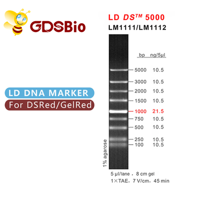 GDSBio LD DS 5000 DNA मार्कर इलेक्ट्रोफोरेसिस नीली उपस्थिति