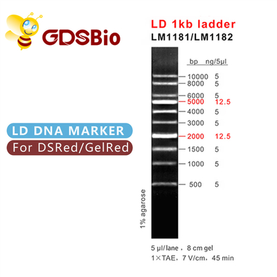 एलडी 1केबी सीढ़ी 1000बीपी डीएनए मार्कर एलएम1181 (50 प्रीप्स)/एलएम1182 (50 प्रीप्स×5)