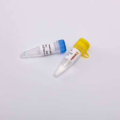 हीट लैबाइल यूडीजी एंटी-संदूषण एंजाइम R5002