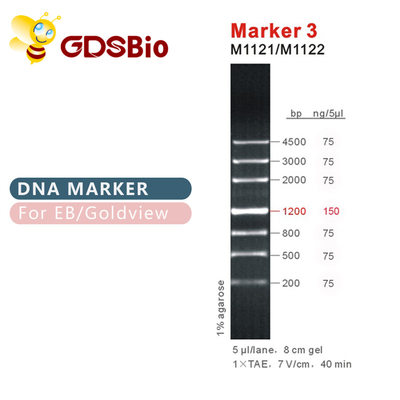 जीडीएसबीओ मार्कर 3 डीएनए मार्कर जेल इलेक्ट्रोफोरेसिस नीली उपस्थिति