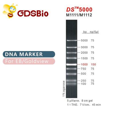 1000बीपी डीएस 5000 डीएनए इलेक्ट्रोफोरेसिस मार्कर, आरएनए जेल के लिए डीएनए सीढ़ी