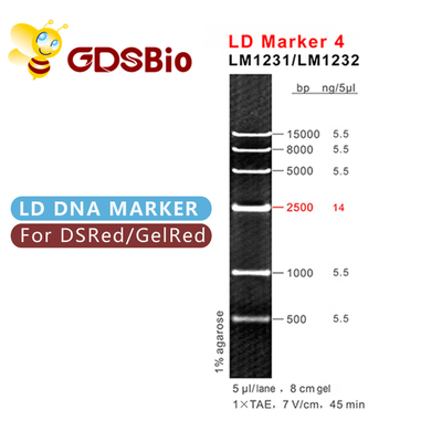 50 प्रेप्स जीडीएसबीओ डीएनए साइज मार्कर जेल इलेक्ट्रोफोरेसिस एलडी मार्कर 4