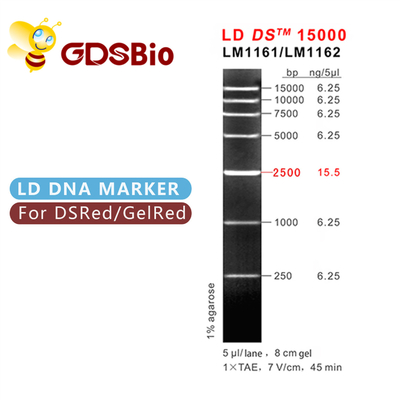 डीएस एलडी 15000बीपी 15केबी डीएनए मार्कर इलेक्ट्रोफोरेसिस 50 प्रेप्स