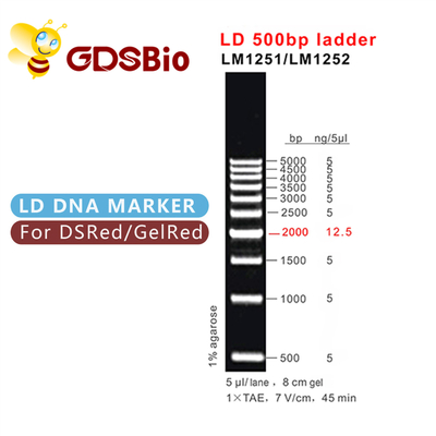 500बीपी एलडी डीएनए लैडर जेल इलेक्ट्रोफोरेसिस 60 प्रेप्स