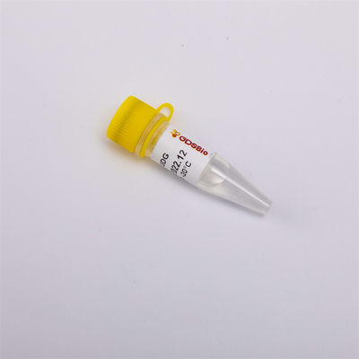 क्यूपीसीआर आर5001 1 यू/μL के लिए हीट लैबाइल एंटी कंटैमिनेशन यूडीजी एंजाइम आणविक जीवविज्ञान